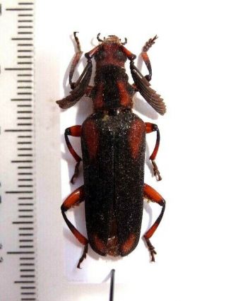 Cerambycidae Prioninae Plectogaster Mirabilis.  C Africa.  Very Rare