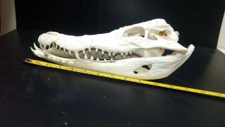 1pcs.  Real Freshwater Crocodile Siam Skull Taxidermy 12.  5 " Htf (7from Farm)