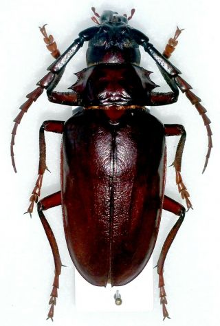Coleoptera Beetles Cerambycidae Prioninae Opisognathus Forficatus M