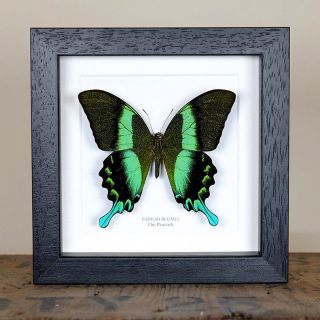 The Peacock Butterfly Frame (papilio Blumei) Insect Taxidermy