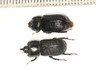 Lucanidae Sinodendron Sp.  W.  Sichuan