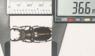 Lucanidae Lucanus Liupengyui 36.  6mm Tibet