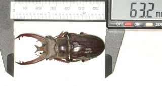 Beetle Lucanidae Lucanus Victorius Yunnan 63.  2mm