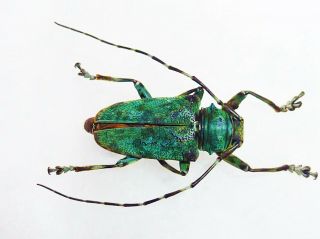 Very Rare Cerambycidae Frea Mniszechi Male Huge Cameroon