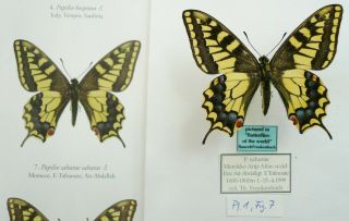 Papilio Saharae Male From Marocco (pictured In Butterflies Of The World,  Part 45