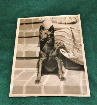 Schipperke Lovely Vintage Dog Photo Print From The 1940 