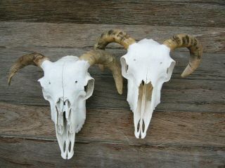 2 Sheep Skulls With Horns Taxidermy Hunting Gothic Bone Crafts Art