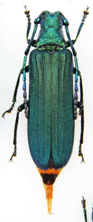 Unmounted Beetle Cerambycidae Prioninae Vietetropis Viridis Female 33 Mm Laos