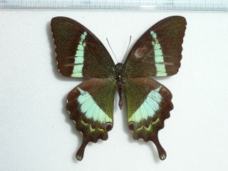 Papilio Crino (repaired) Male From S.  India