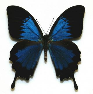 Papilio Ulysses Male.  Form Strange.  Ceram Is.  Indonesia.  Very Rare
