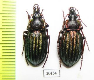 Carabidae,  Carabus (carabulus) Ermaki,  Pair,  N.  Russia,  Putorana Plateau