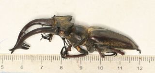 Beetle Lucanidae Lucanus Cheni 65.  7mm Tibet