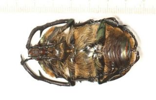 DYNASTIDAE Euchiridae Cheirotonus macleayi 55.  7mm 2