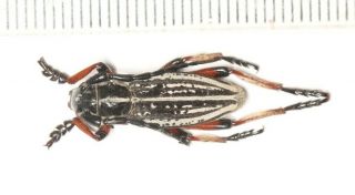 Cerambycidae Cerambycinae Eodorcadion Sp.  2 N.  W.  China Xinjiang Prov.