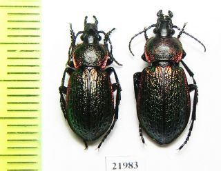 Carabidae,  Carabus (hemicarabus) Macleayi,  Pair,  N.  Russia,  Putorana Plateau