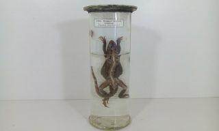 Vintage Lizard Wet Specimen Taxidermy Biology Formaline Autopsy Antique