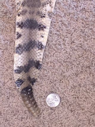 Rattlesnake Skin Craft Taxidermy 63 Incher With Rattle