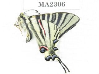 Butterfly.  Iphiclides Podalirinus.  China,  W Sichuan,  Batang.  1m.  Ma2306.