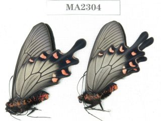 Butterfly.  Byasa Demonius Demonius.  China,  W Sichuan,  Batang.  2m.  Ma2304.