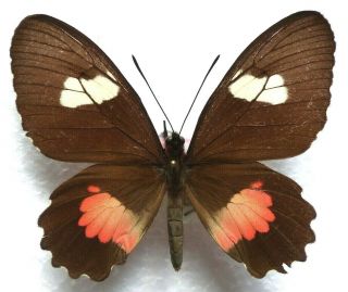 Venezuelan Butterflies Caught In The 70ies - Parides Erithalion Ssp.  ? 6 (f)