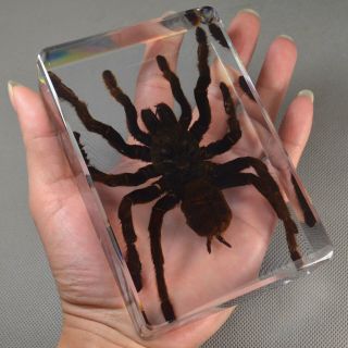 Rare Huge Theraphosidae Tarantula Spider Real Insect Specimen Transparent Resin