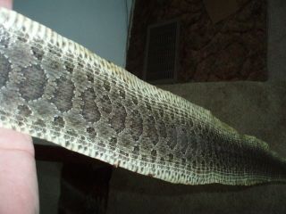 Rattlesnake Skin Prairie Rattler Hide Soft Tanned Bow Wrap Blanks Art 45 Inch 6