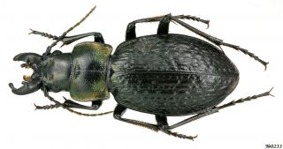 Coleoptera Carabidae Carabus Sp.  Se Kazakhstan 21mm
