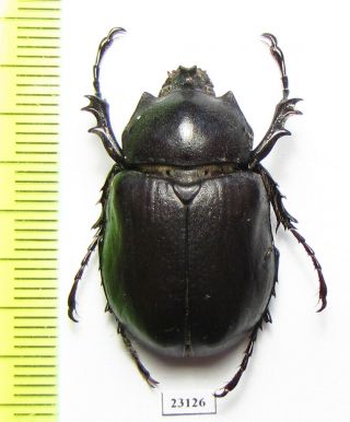 Dynastinae,  Megasoma Punctulatus,  Usa