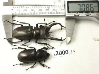 K2000 Unmounted Beetle Lucanus Dongi 70mm ?? Vietnam Central