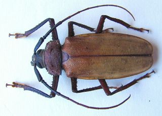 Beetles,  Insects,  (pn566),  Prionidae,  Callipogon Similis Very Rare