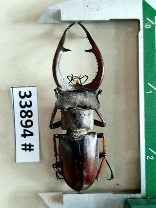 Vietnam Beetle Lucanus Ps.  67mm,  33894 Pls Check Photo (a1)