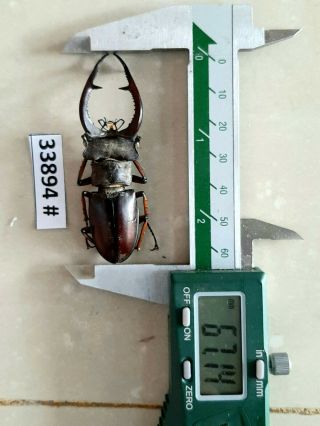 VietNam beetle Lucanus ps.  67mm,  33894 pls check photo (A1) 2