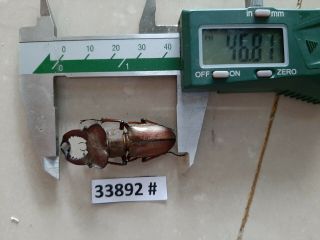 Vietnam Beetle Lucanus Ps.  47mm,  33892 Pls Check Photo (a1)