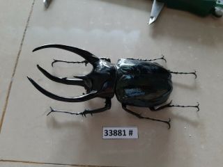 Vietnam Beetle Chalcosoma Caucasus 118mm,  33881 Pls Check Photo (a1)
