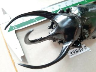 Vietnam Beetle Chalcosoma Caucasus 119mm,  33849 Pls Check Photo (a1)