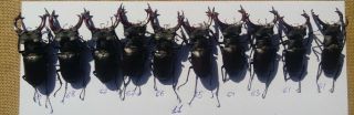 Coleoptera Lucanidae Lucanus Cervus A1/ 10 Piece / 61 - 69 Mm / Ukraine