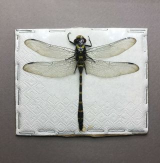 Cordulegaster Sp.  Taxidermy - Golden - Ringed Dragonfly Unmounted Spread Specimen