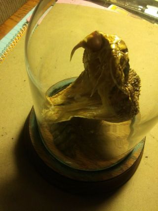 Real Stuffed Rattlesnake Head And Tail Under Dome Glass Taxidermy
