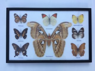 Real Framed Mounted Insects Butterflies And Attacus Moth