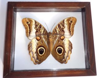Real Butterfly Frame Owl Eye Caligo Atreus Mounted Wood Frame Double Glass