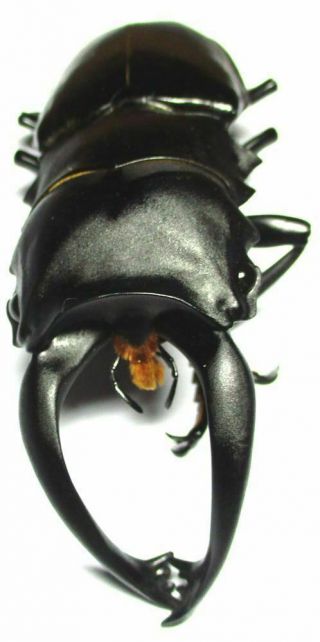 003 Lucanidae: Odontolabis Alces Male 95mm Teledonte