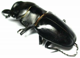 003 Lucanidae: Odontolabis alces male 95mm Teledonte 3
