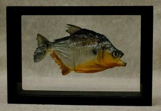 Red - Belly Piranha Preserved In Double Pane Glass In Black Frame