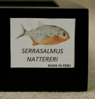 RED - BELLY PIRANHA PRESERVED IN DOUBLE PANE GLASS IN BLACK FRAME 2