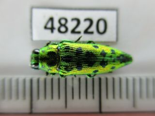 48220.  Buprestidae Sp.  Vietnam South
