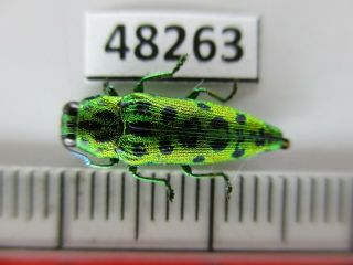 48263.  Buprestidae Sp.  Vietnam South