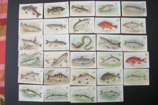 Arm & Hammer Church & Co Cards Set Of Fish Series 1900 29 Cards 30 Missing