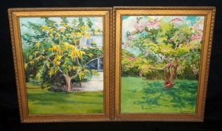 2x 1960s Hawaii Oil Paintings Flowering Trees Juanita Vitousek (1892 - 1988) (jwo)