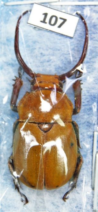 Unmounted Beetle Rutelidae Kibakoganea Akitai Yellow Form Laos Rare