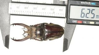 Beetle Lucanidae Lucanus Victorius Yunnan 62.  5mm